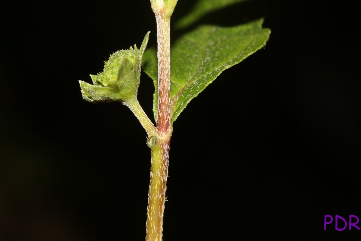 Eclipta prostrata (L.) L.